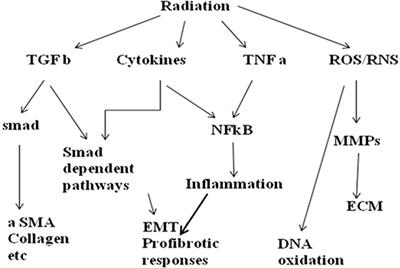 Immunological Aspect of Radiation-Induced Pneumonitis, Current Treatment Strategies, and Future Prospects